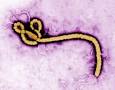 OCD fears of ebola virus